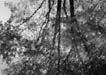 Tree reflection