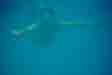 Mark snorkling
